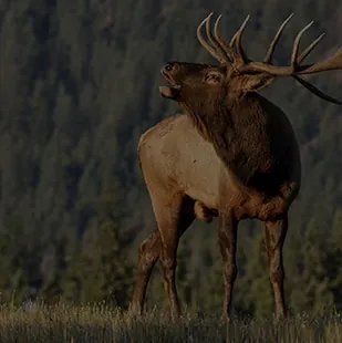 A bull elk bugling at the forest edge