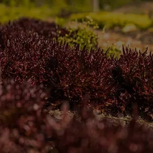 Herbs and edibles growing in the lodge gardens